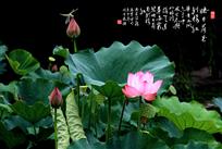 《映日荷花别样红》