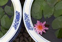 《青花睡莲》