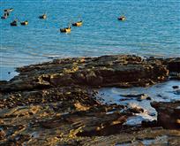 岩生碧海晚归舟