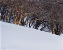 雪原风动