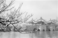 烟雨瘦西湖组图