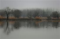 《风雪鹭影》