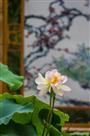 花画争妍