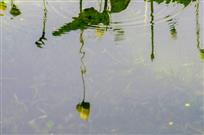 水中魅影