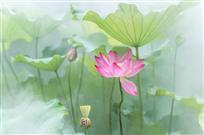 仙境芙蓉