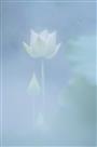 梦幻仙子