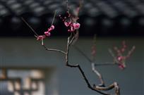 一枝独秀