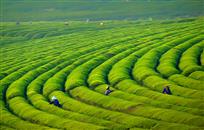 春满茶园