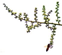 采蜜
