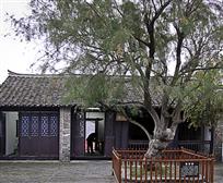 总理故居观音柳。