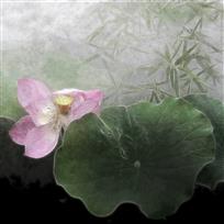 《醉荷》——张鹤岩&nbsp;摄