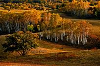 秋韵——张鹤岩&nbsp;摄