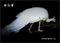 《白孔雀》