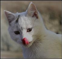 《馋猫》