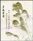 《芦花纷飞》