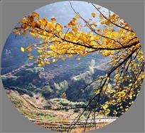 《银杏树下记忆》