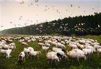 寂静滩涂鹭争飞