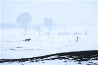 雪原独狼