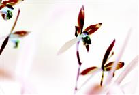 水墨兰花