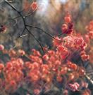 春风疏影话春意