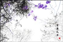 紫藤花开