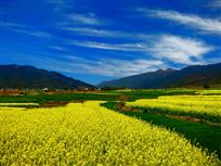 油菜花开
