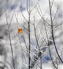 傲雪