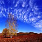 白桦白云诉秋情