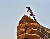 喜鹊城头报喜来