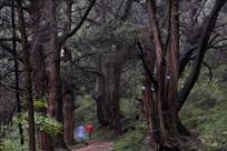 深山来客