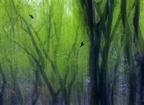 柳浪闻莺》