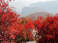 漫山红叶醉人时