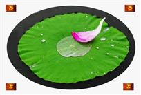 荷瓣好似古司南