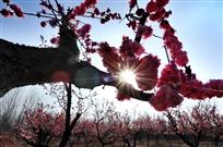 春风暖阳赋红梅