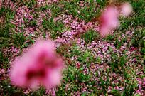 桃花依旧笑春风