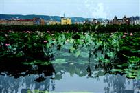 荷塘岸边是我家