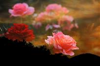 芳香四溢月季花