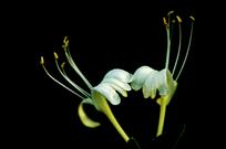 纤美——金银花（组照）