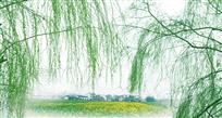 杨柳依依