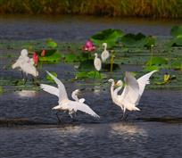 爱在日落黄昏时