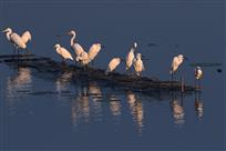 疏影横斜水清浅