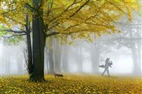 《晨雾银杏林》