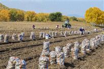 人在画中闹丰收