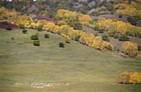 绿丝毯上放马牛