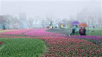 春雨潇潇花中游