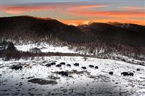 夕阳日落牦牛群