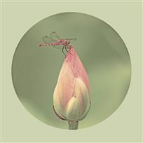 《爱莲》