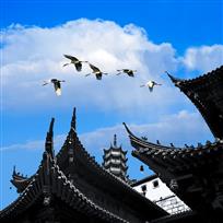 《鹤翔金山寺》