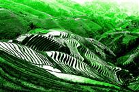 《梯田春色》