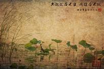 清风荷韵（组照）